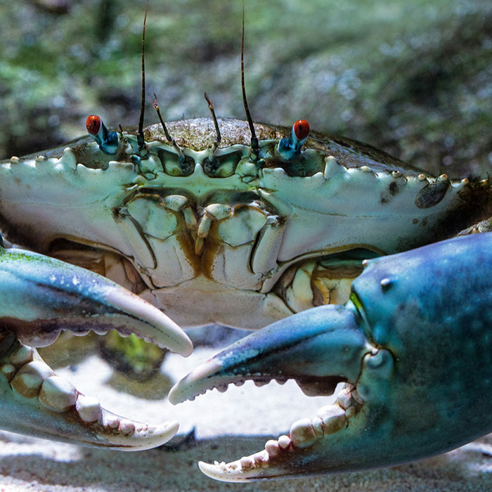 Festival Sciences-Sur-Mer: Le crabe bleu américain - un envahisseur en Méditerranée