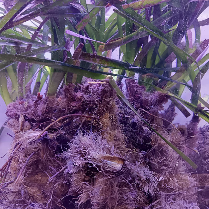 Festival Sciences-Sur-Mer: Plongée dans l'herbier de Posidonie
