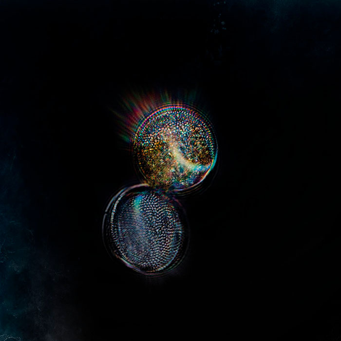 Plankton Night: Bringing the invisible majority to the UN