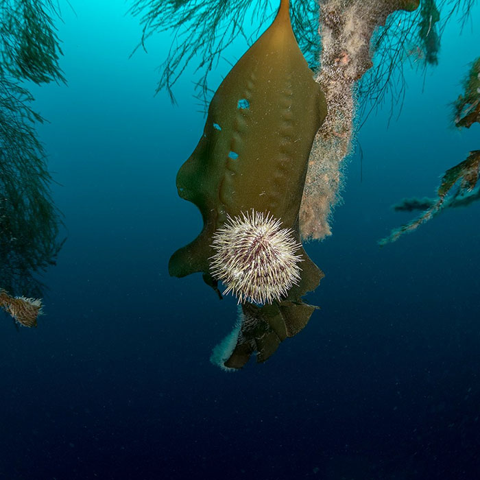 Festival Sciences-Sur-Mer: Inouï océan