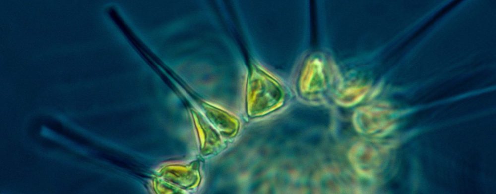 Festival Sciences-Sur-Mer: Comprendre le plancton pour mieux protéger l’Océan